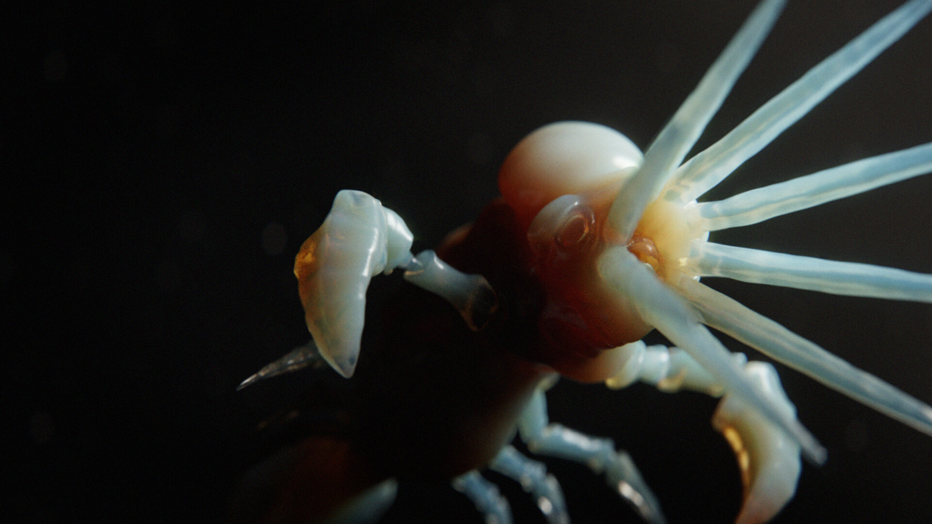 Squab CGI still