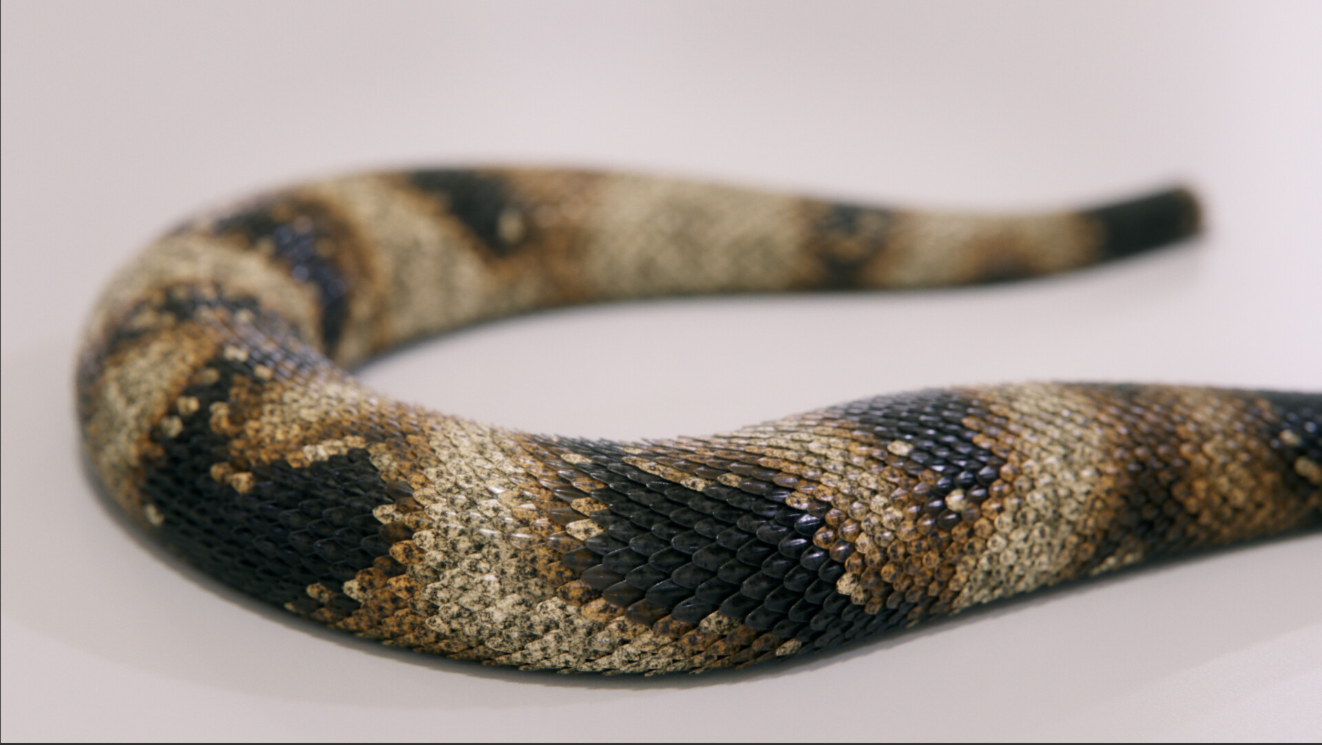 Close-up of adaptive snake scales